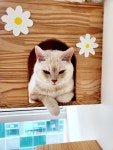 고양이의 봄, 묘랑묘랑