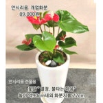 동탄화분팜