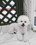예쁘개해줄개