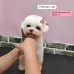 예쁘개해줄개
