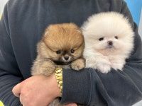 부산강아지분양 퍼피몰리
