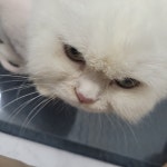 고양이미용실냥냥박사