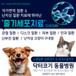 닥터코기동물병원