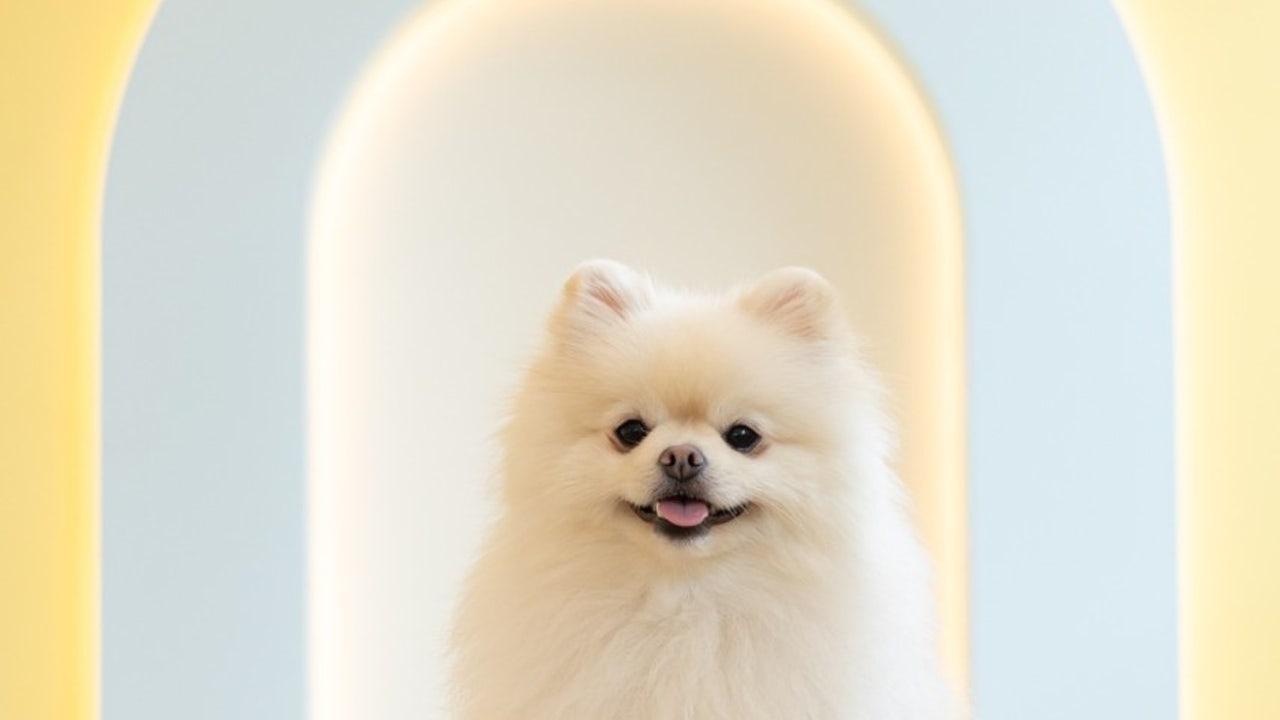 퍼피라떼