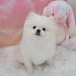 몽실묭실