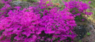 싸리치숲속랜드펜션