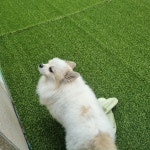 호다다 애견 호텔