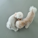 호다다 애견 호텔