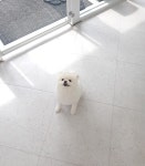 댕댕이살롱
