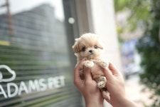 인천강아지분양 고양이분양 엘르펫
