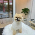 쌍문 행복한애견미용실