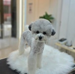 쌍문 행복한애견미용실