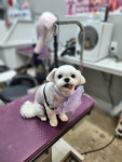 로즈메리펫뷰티샵