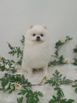 탐나개