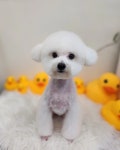 로즈메리펫뷰티샵
