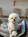 아롱이다롱이