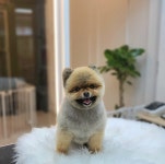 쌍문 행복한애견미용실