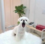 쌍문 행복한애견미용실