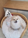 버디그루밍