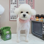 달콤한댕