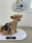 댕댕초댕학교