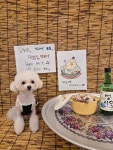 부산애견호텔 강아지유치원 애견미용 맘바이 수영구점