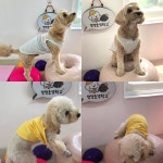 댕댕초댕학교