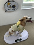 댕댕초댕학교