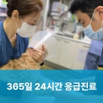24시 서울YES동물병원