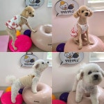 댕댕초댕학교
