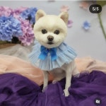 무아몽 해운대 강아지 애견미용