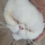 고양이미용실냥냥박사