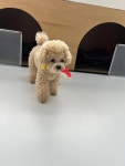 댕댕초댕학교
