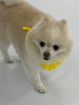 댕댕초댕학교