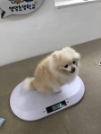 댕댕초댕학교