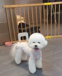 쇼룸 펫뷰티샵