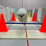 놀러오개 애견유치원 애견호텔 고기점