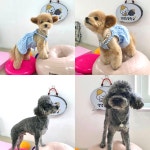 댕댕초댕학교