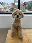 댕댕초댕학교