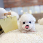 해피애견타운 서울잠실송파점 강아지분양 말티푸미니비숑포메