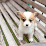 해피애견타운 서울잠실송파점 강아지분양 말티푸미니비숑포메