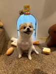 그로운반려견유치원