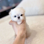 해피애견타운 서울잠실송파점 강아지분양 말티푸미니비숑포메