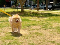 옐레드 애견유치원&애견호텔 부천신중동점