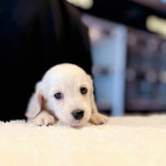 해피애견타운 서울잠실송파점 강아지분양 말티푸미니비숑포메