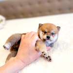 해피애견타운 서울잠실송파점 강아지분양 말티푸미니비숑포메