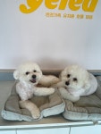 옐레드 애견유치원&애견호텔 시흥은계호수점