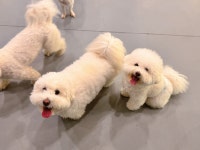 옐레드 애견유치원&애견호텔 부천신중동점