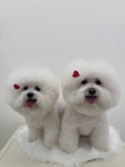 유얼도그