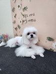 수니네 강아지 미용실